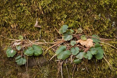 Heuchera inconstans, photographed by Cecelia Alexander