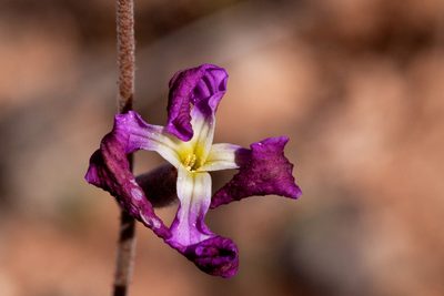 Matthiola longipetala, photographed by Cecelia Alexander