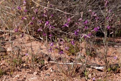 Matthiola longipetala, photographed by Cecelia Alexander