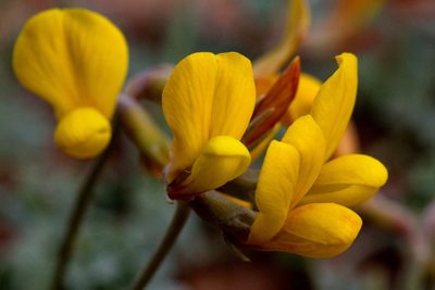Acmispon mearnsii, photographed by Cecelia Alexander
