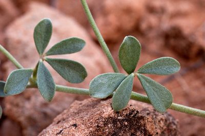 Acmispon mearnsii, photographed by Cecelia Alexander