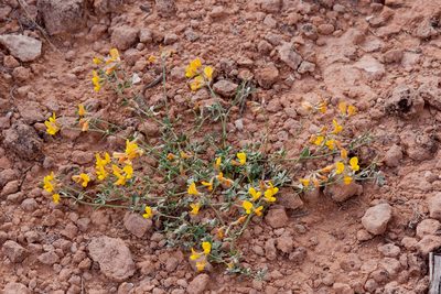 Acmispon mearnsii, photographed by Cecelia Alexander