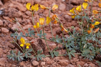 Acmispon mearnsii, photographed by Cecelia Alexander