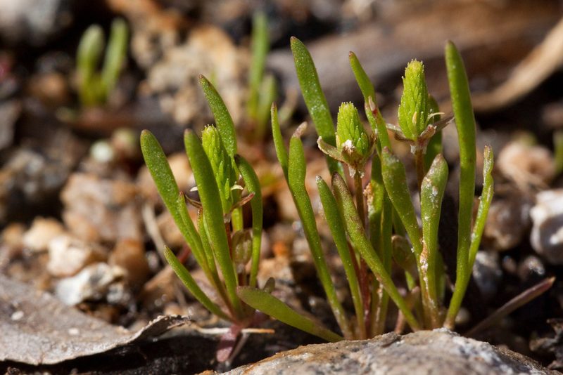 Ranunculus cupulatus, photographed by Cecelia Alexander