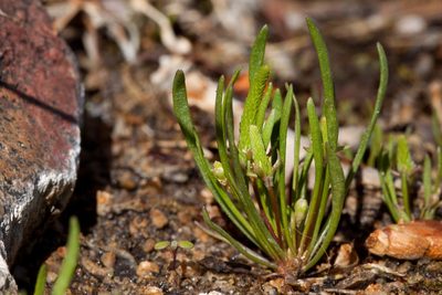 Ranunculus cupulatus, photographed by Cecelia Alexander