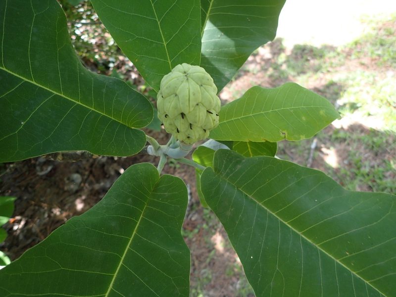 Magnolia ashei, photographed by mfeaver