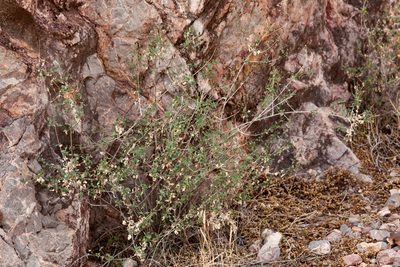 Brickellia coulteri, photographed by Cecelia Alexander