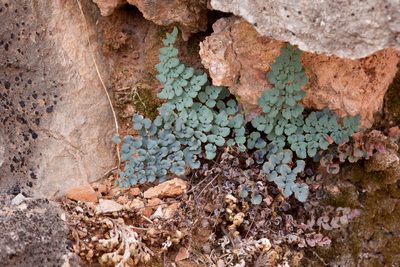 Argyrochosma jonesii, photographed by Cecelia Alexander