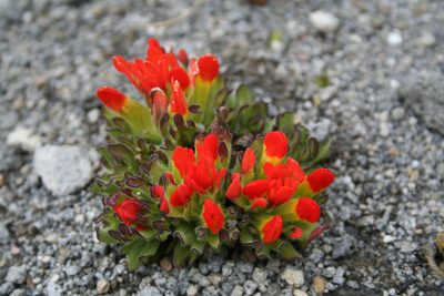 Castilleja tolucensis, photographed by Fabian Torres