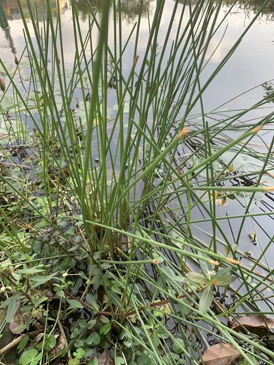 Eleocharis dulcis, photographed by 哈爸