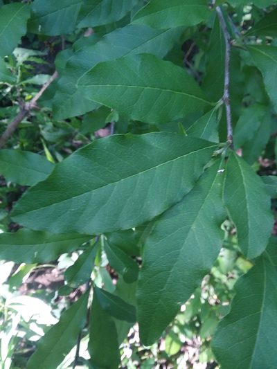 Sideroxylon lycioides, photographed by Will McFarland