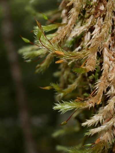 Glyphothecium sciuroides, photographed by Leon Perrie