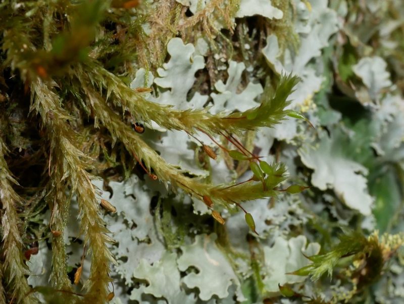 Glyphothecium sciuroides, photographed by Leon Perrie