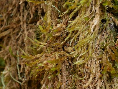 Glyphothecium sciuroides, photographed by Leon Perrie