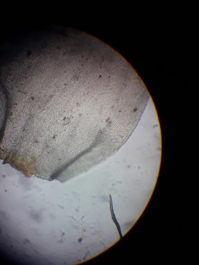 Glyphothecium sciuroides, photographed by Leon Perrie