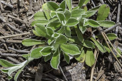 Antennaria marginata, photographed by Craig Martin