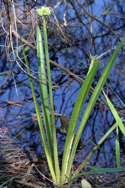 Hymenocallis choctawensis, photographed by Lauren McLaurin