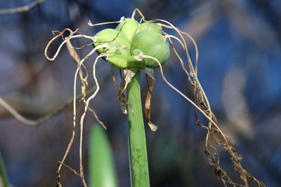 Hymenocallis choctawensis, photographed by Lauren McLaurin
