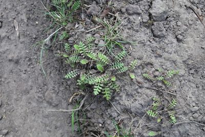 Leptinella minor, photographed by Jon Sullivan