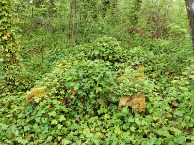 Hedera hibernica, photographed by Ed Alverson