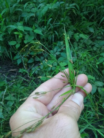 Scirpus lineatus, photographed by Will McFarland