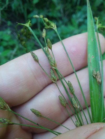 Scirpus lineatus, photographed by Will McFarland