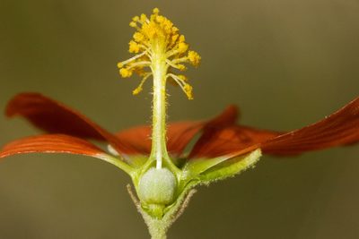 Sphaeralcea incana, photographed by Cecelia Alexander