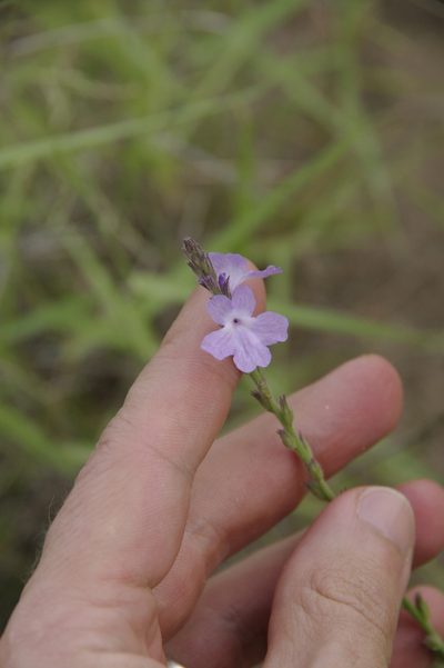 Verbena cloverae, photographed by Eric Knight