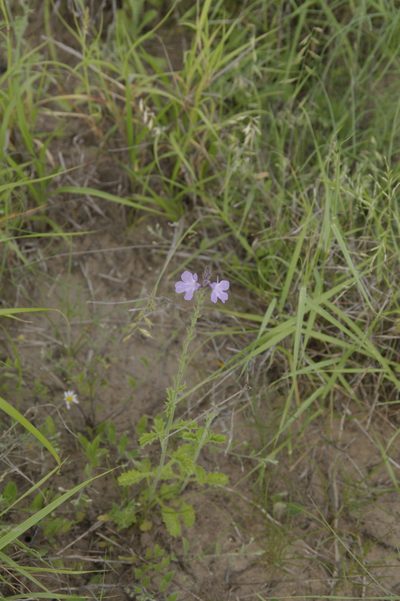 Verbena cloverae, photographed by Eric Knight