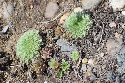 Chamaerhodos erecta, photographed by Syd Cannings
