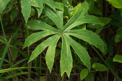 Syneilesis intermedia, photographed by 國立臺灣博物館