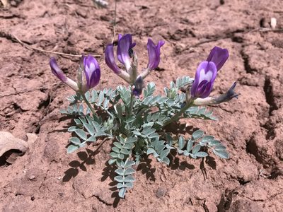 Astragalus amphioxys, photographed by Robbie Hannawacker
