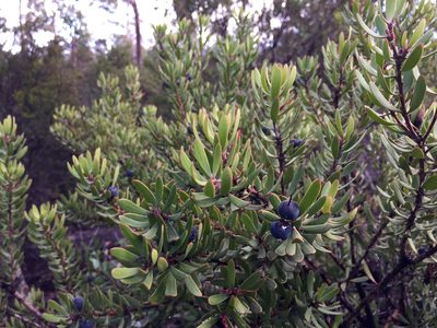 Persoonia muelleri, photographed by Cowirrie