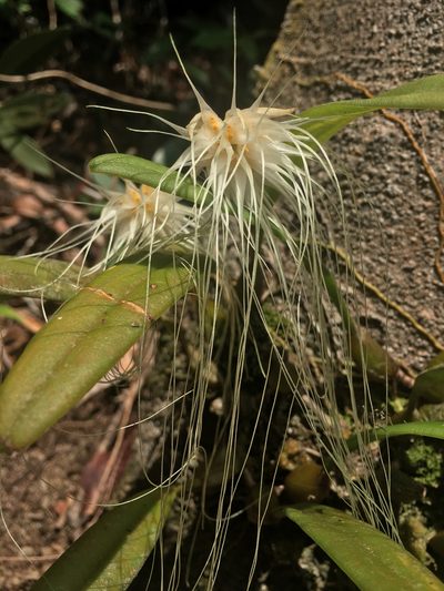 Bulbophyllum medusae, photographed by Jon Lee