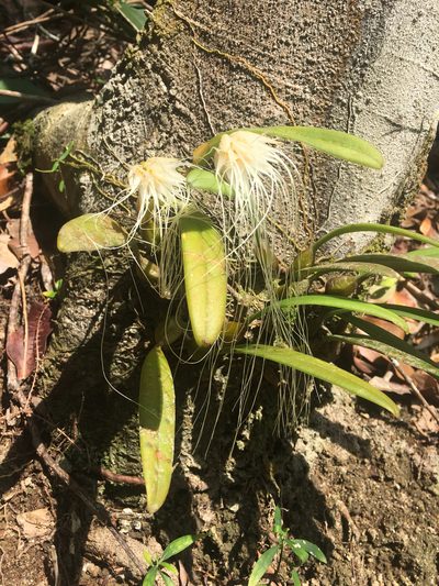 Bulbophyllum medusae, photographed by Jon Lee