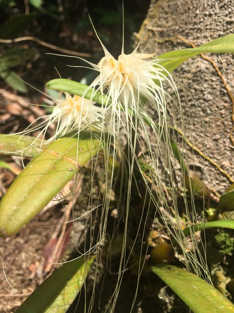 Bulbophyllum medusae, photographed by Jon Lee