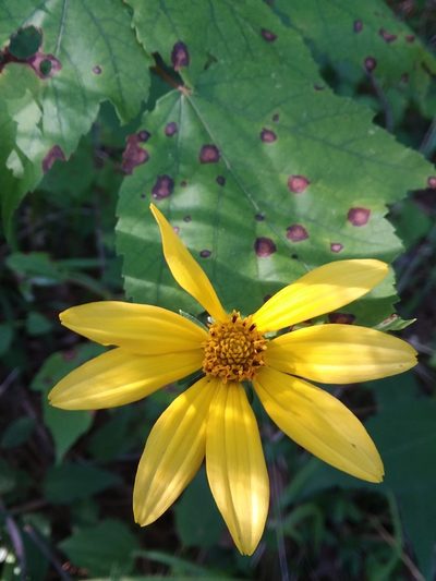 Heliopsis gracilis, photographed by Will McFarland