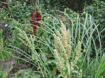 Rumex japonicus, photographed by 高山田鼠