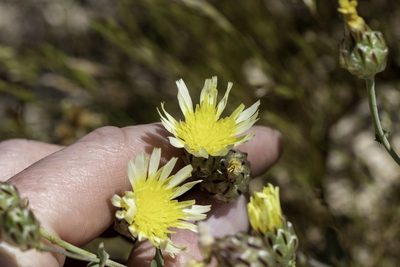 Malacothrix coulteri, photographed by Zack Abbey