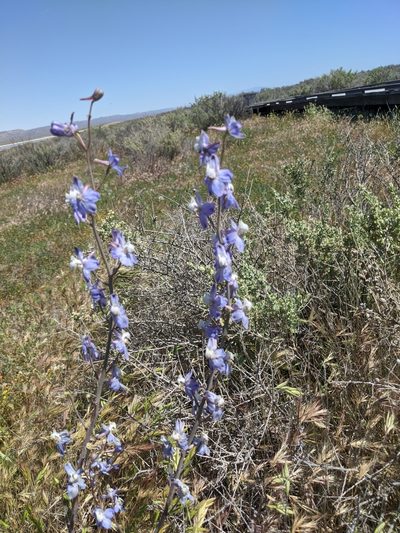 Delphinium recurvatum, photographed by Zack Abbey