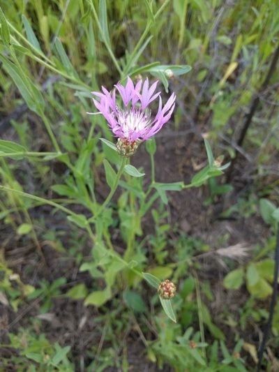 Centaurea diluta, photographed by Amy