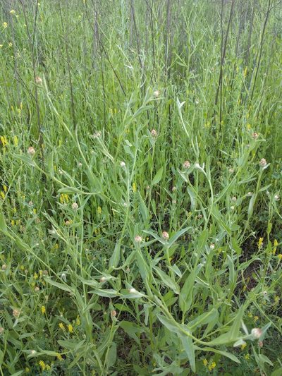 Centaurea diluta, photographed by Amy
