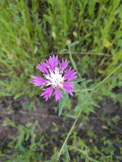 Centaurea diluta, photographed by Amy