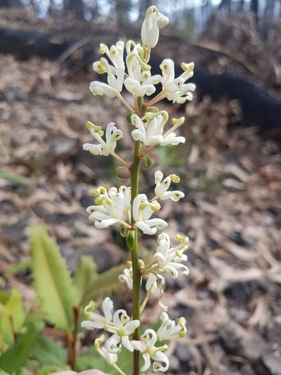 Lomatia ilicifolia, photographed by Vale Jenny Conolly