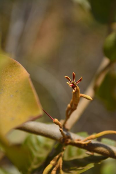 Scurrula parasitica, photographed by Siddarth Machado