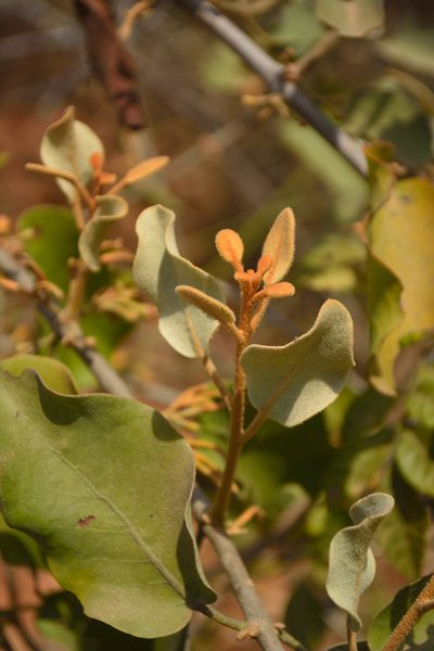 Scurrula parasitica, photographed by Siddarth Machado