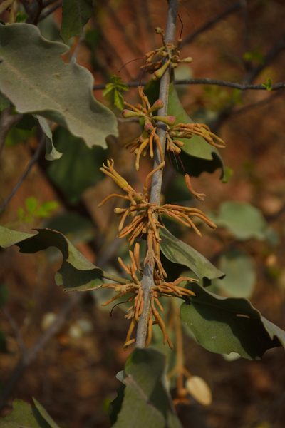 Scurrula parasitica, photographed by Siddarth Machado