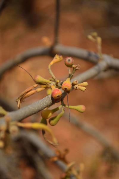 Scurrula parasitica, photographed by Siddarth Machado