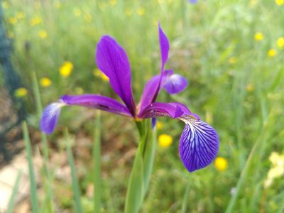 Iris reichenbachiana, photographed by Yves Bas