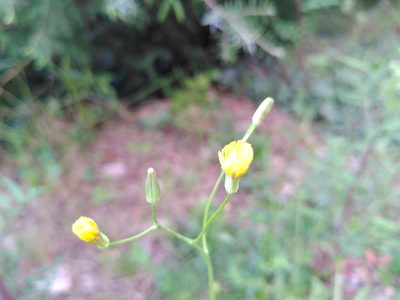 Crepis pulchra, photographed by Yves Bas